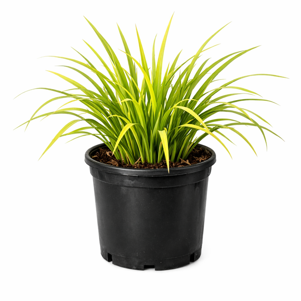 Potted plant with yellow-green leaves on a white background