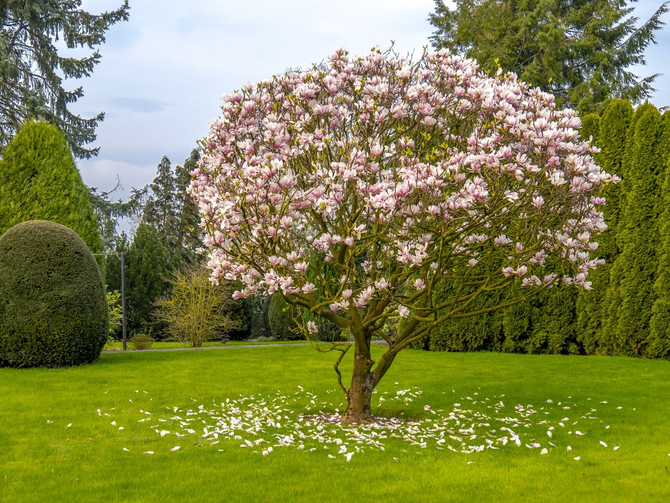 Jane Magnolia - 3 Gallon