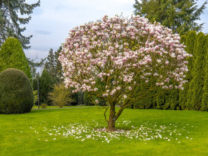 Jane Magnolia - 3 Gallon