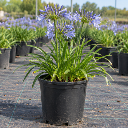 Straight A® 'Barley Blue' Agapanthus