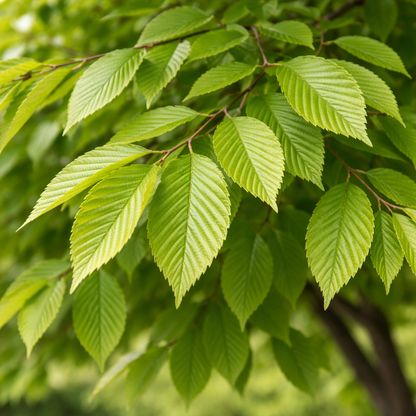 American Hornbeam