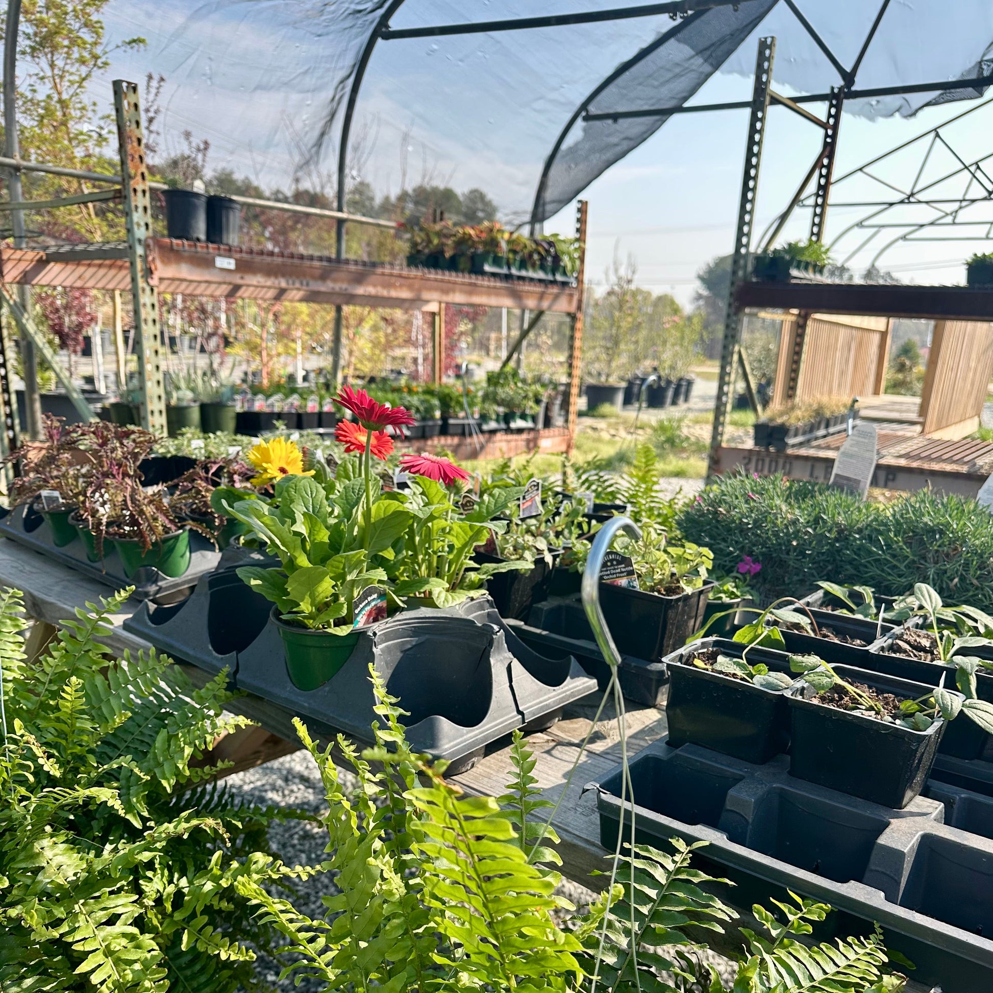 Garden center with potted plants and a greenhouse structure.