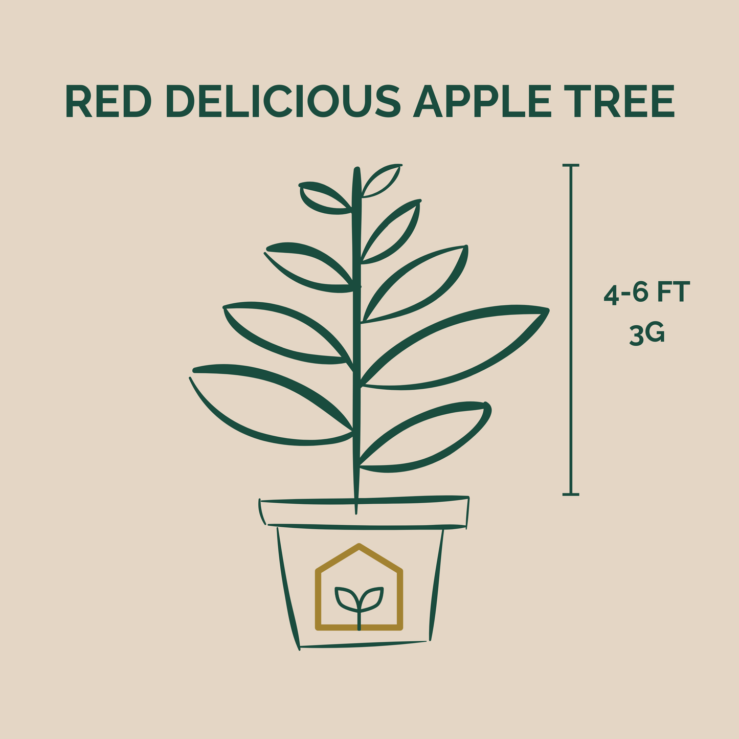 Illustration of a potted Red Delicious apple tree with dimensions on a beige background