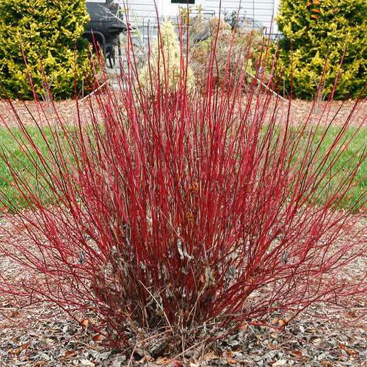 Arctic Fire® Red Twig Dogwood - 3 Gallon