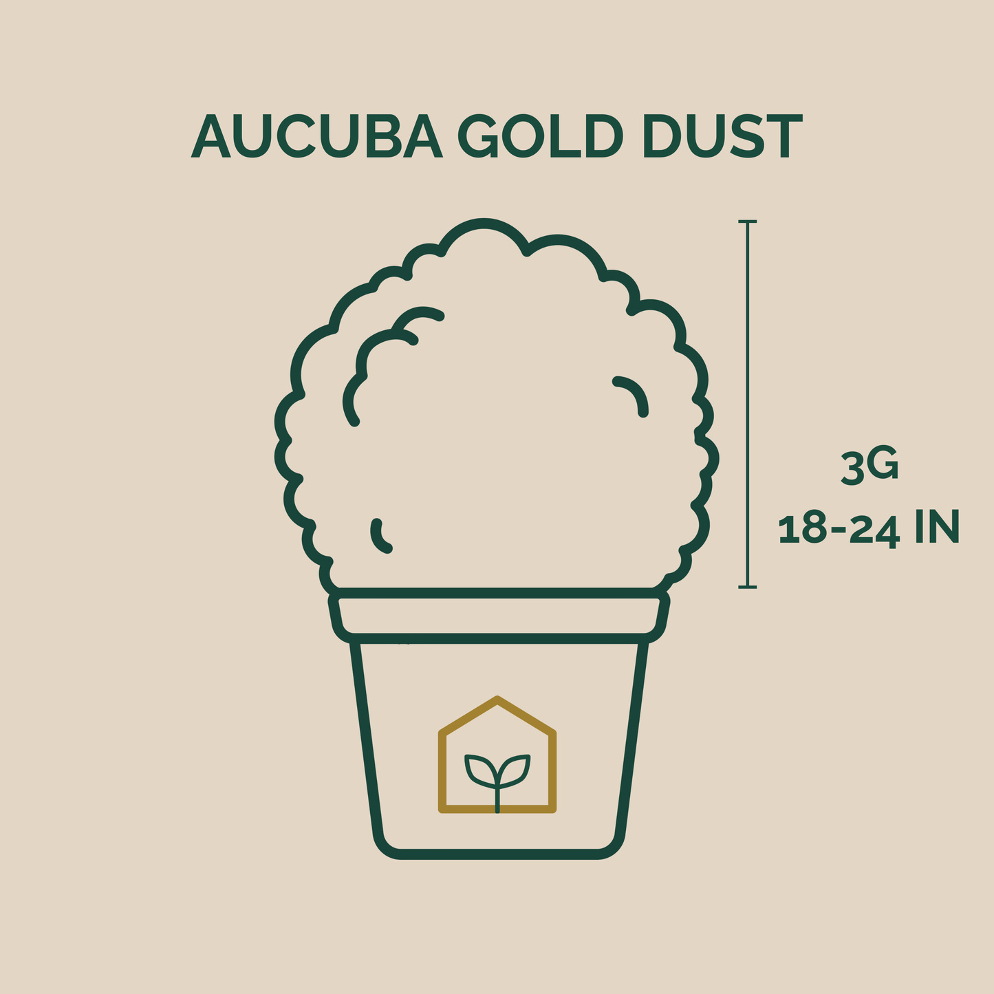 Aucuba Gold Dust