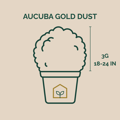 Aucuba Gold Dust