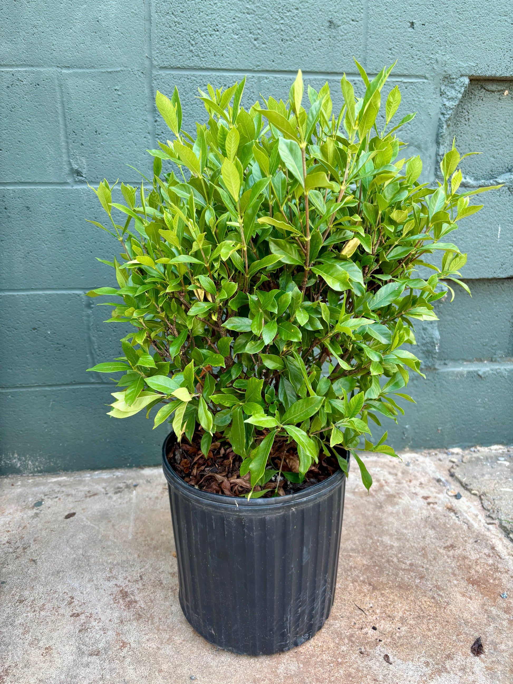 Potted plant in front of a gray brick wall