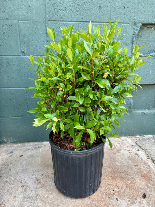 Potted plant in front of a gray brick wall