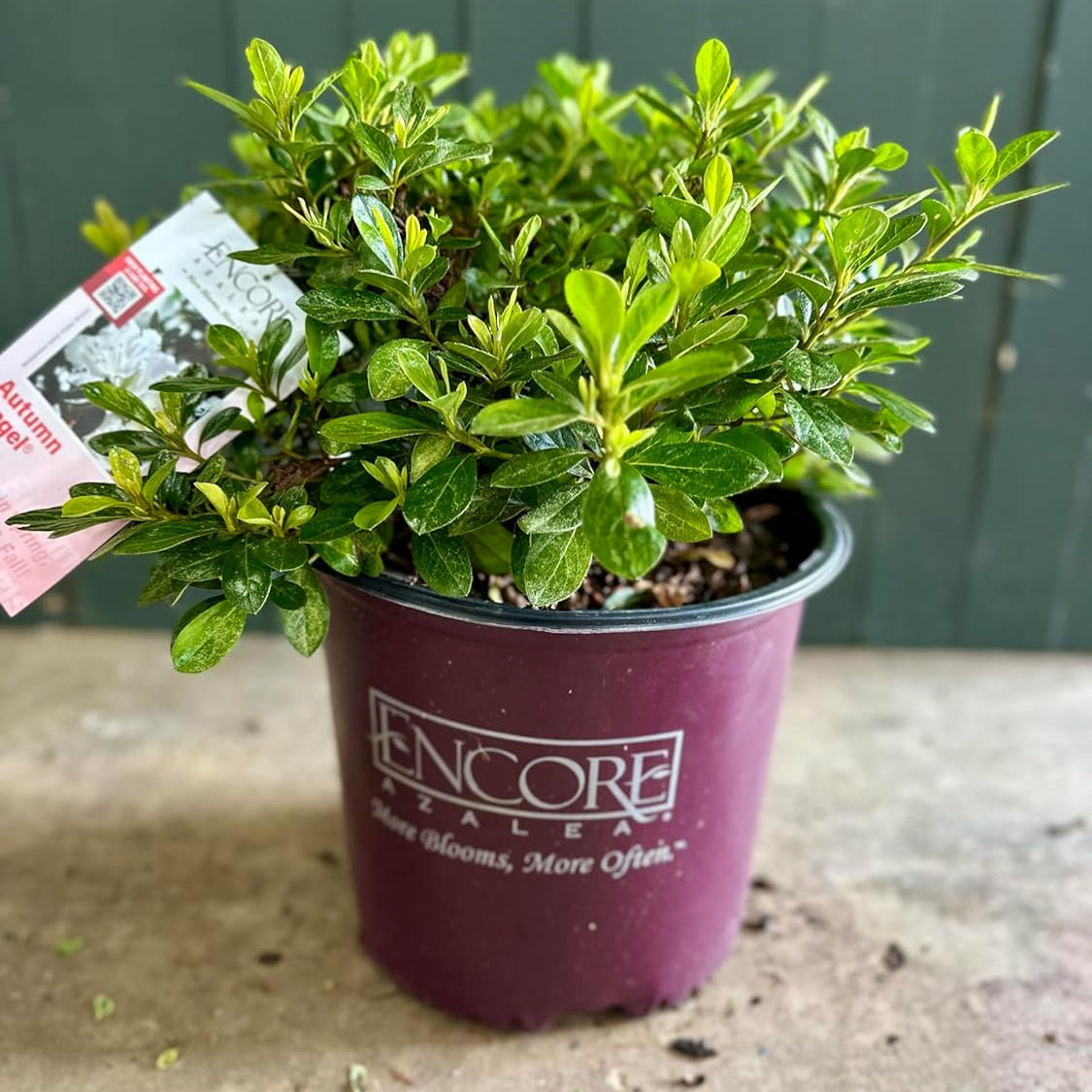 Small potted plant in a purple pot with 'Encore' branding on a concrete surface.