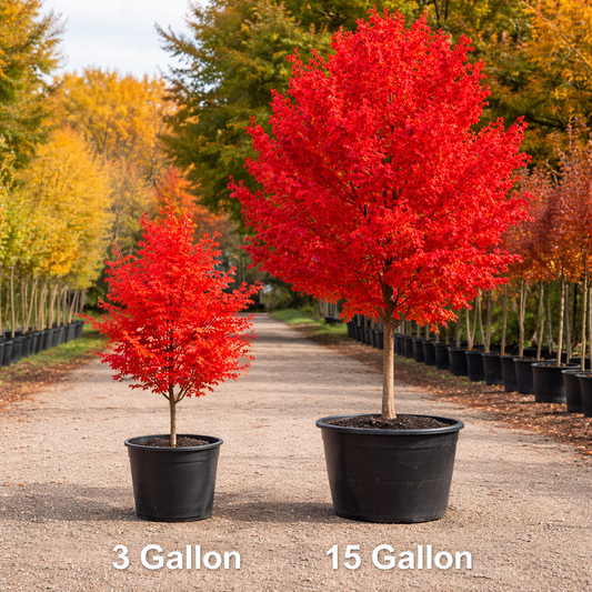 Two potted trees, one labeled '3 Gallon' and the other '15 Gallon', with a row of trees in the background.