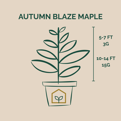 Illustration of an Autumn Blaze Maple plant with dimensions on a beige background