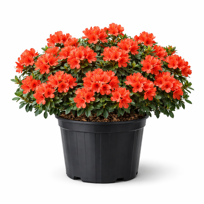 Potted plant with red flowers on a white background