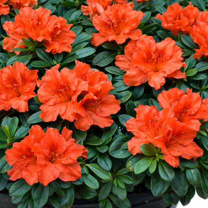 Cluster of bright orange flowers with green leaves