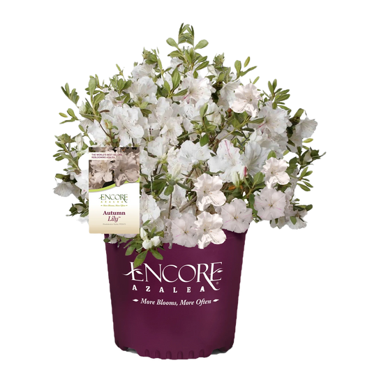 Autumn Lily Encore Azalea Shrub image 1