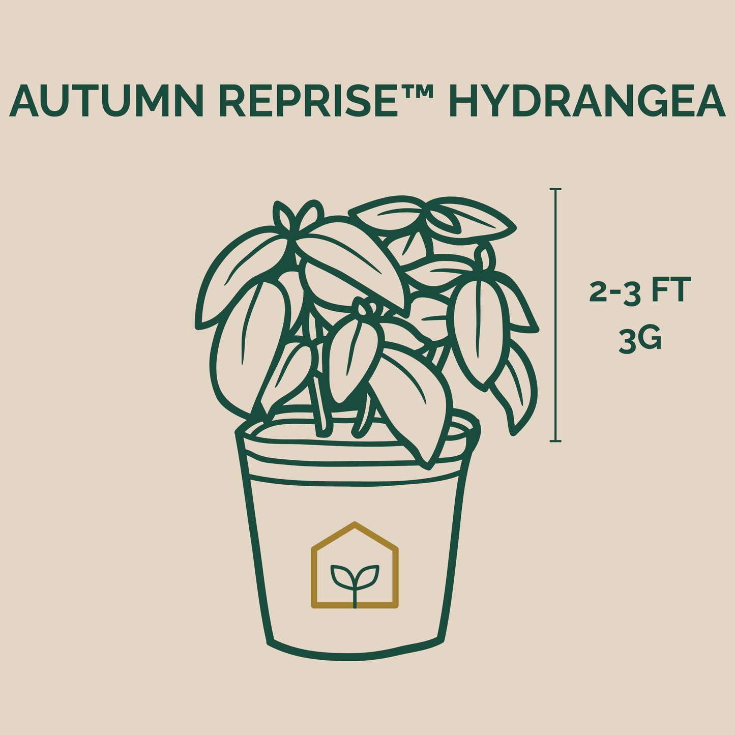 Illustration of a potted plant with 'Autumn Reprise Hydrangea' text on a beige background
