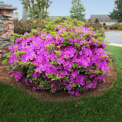 Autumn Royalty® Encore® Azalea - 3 Gallon