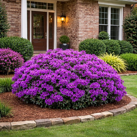 Purple flowering shrub in front of house
