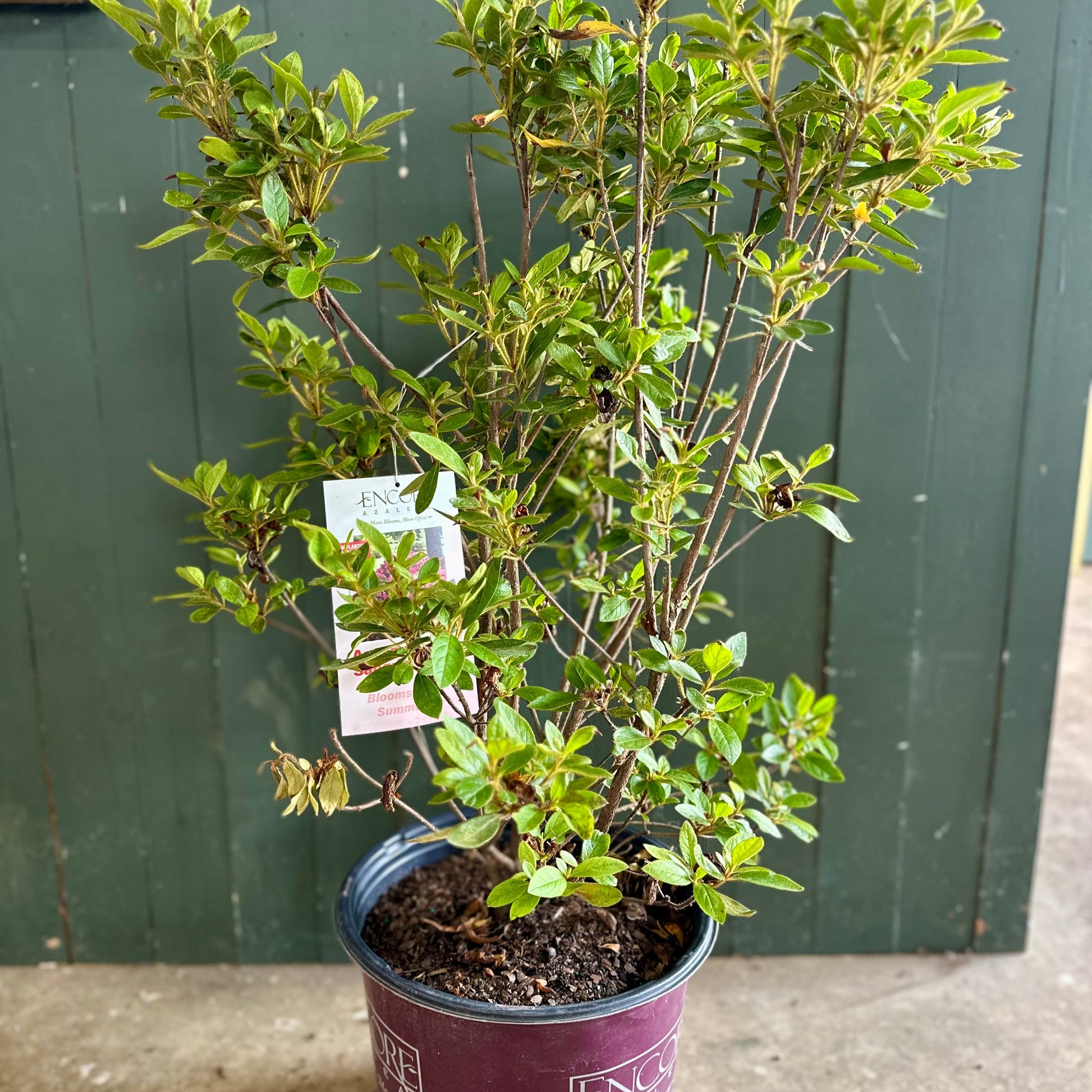 can you plant an azalea bush in a pot Autumn Sangria® Encore® Azalea – Trees and Plants