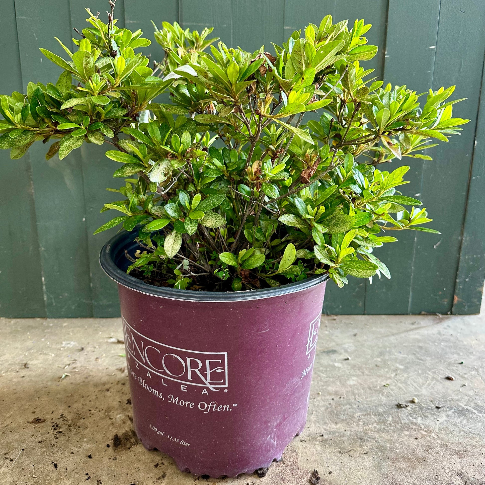 Autumn Starburst Azalea Shrub - 3 Gallon