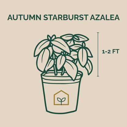 Illustration of Autumn Starburst plant to show measurement of size