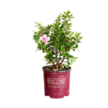 Autumn Twist Azalea Shrub - 3 Gallon