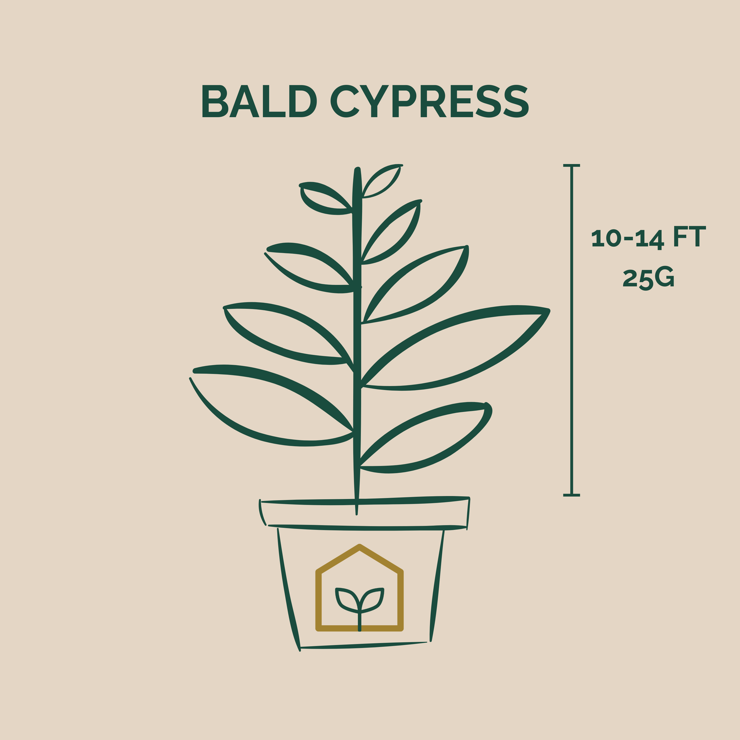 Illustration of a bald cypress plant with dimensions on a beige background