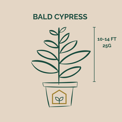 Illustration of a bald cypress plant with dimensions on a beige background