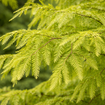 Close-up of green tree branches with a blurred green background