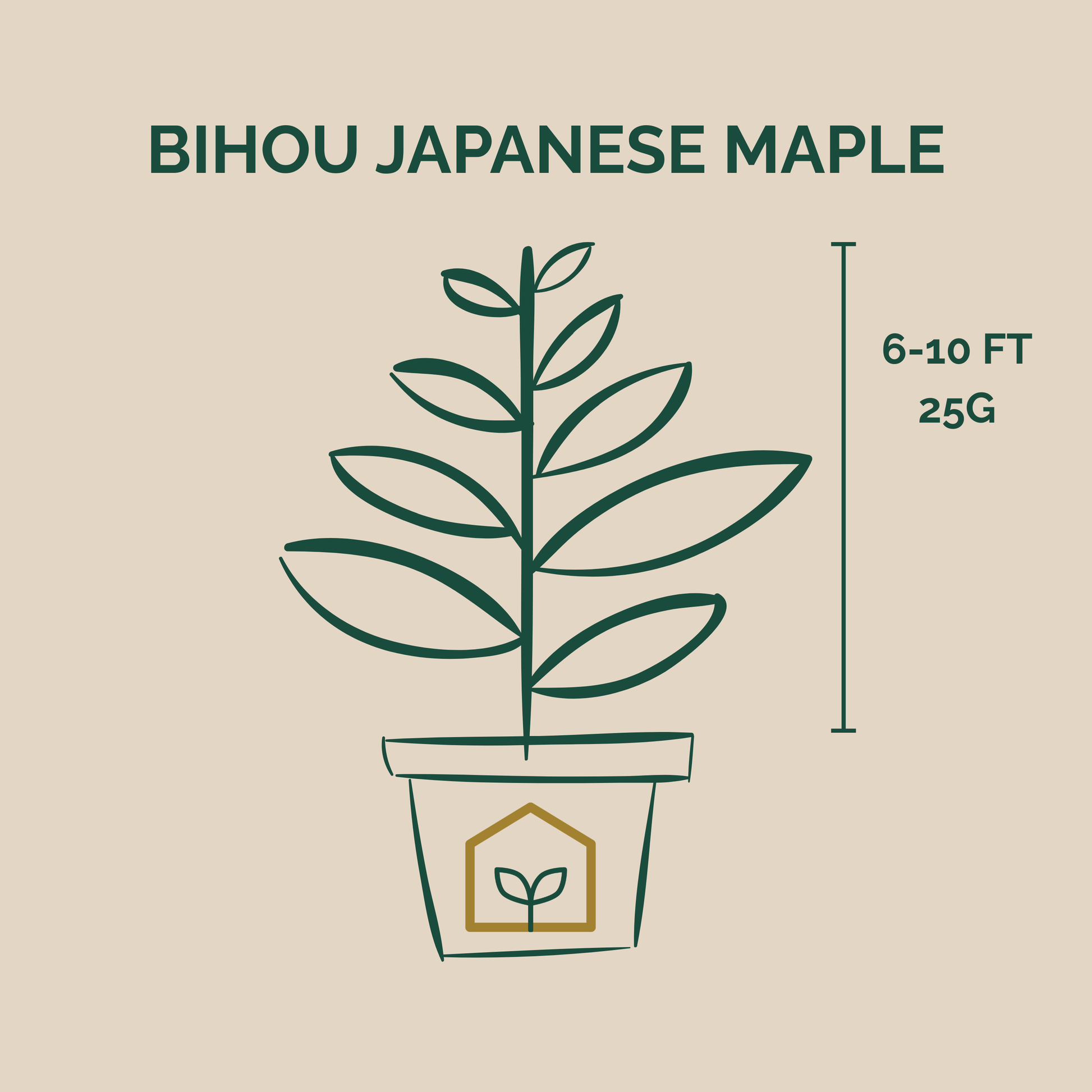 Illustration of a Bihou Japanese Maple plant with dimensions on a beige background