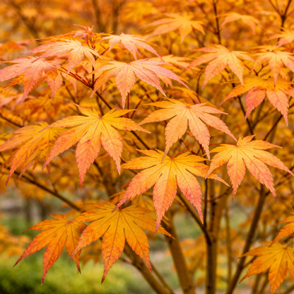 Close-up of orange and red autumn leaves on a tree