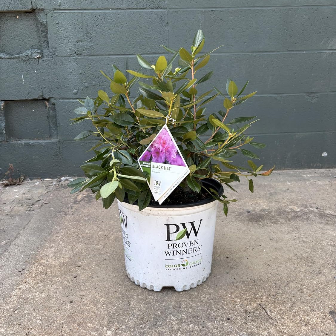 Potted plant with a tag on a concrete surface against a gray wall