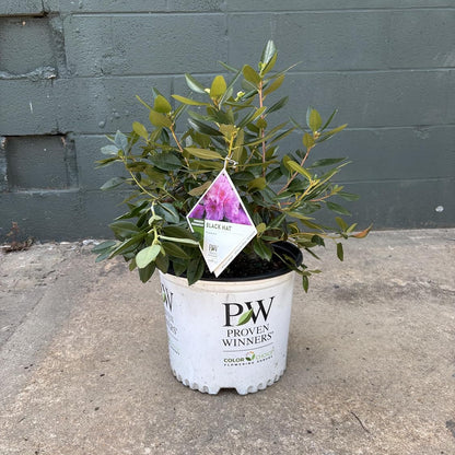 Potted plant with a tag on a concrete surface against a gray wall