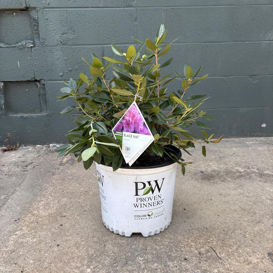 Potted plant with a tag on a concrete surface against a gray wall