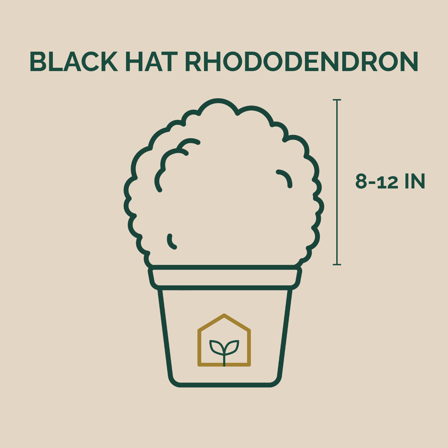 Illustration of a potted Black Hat Rhododendron with dimensions on a beige background