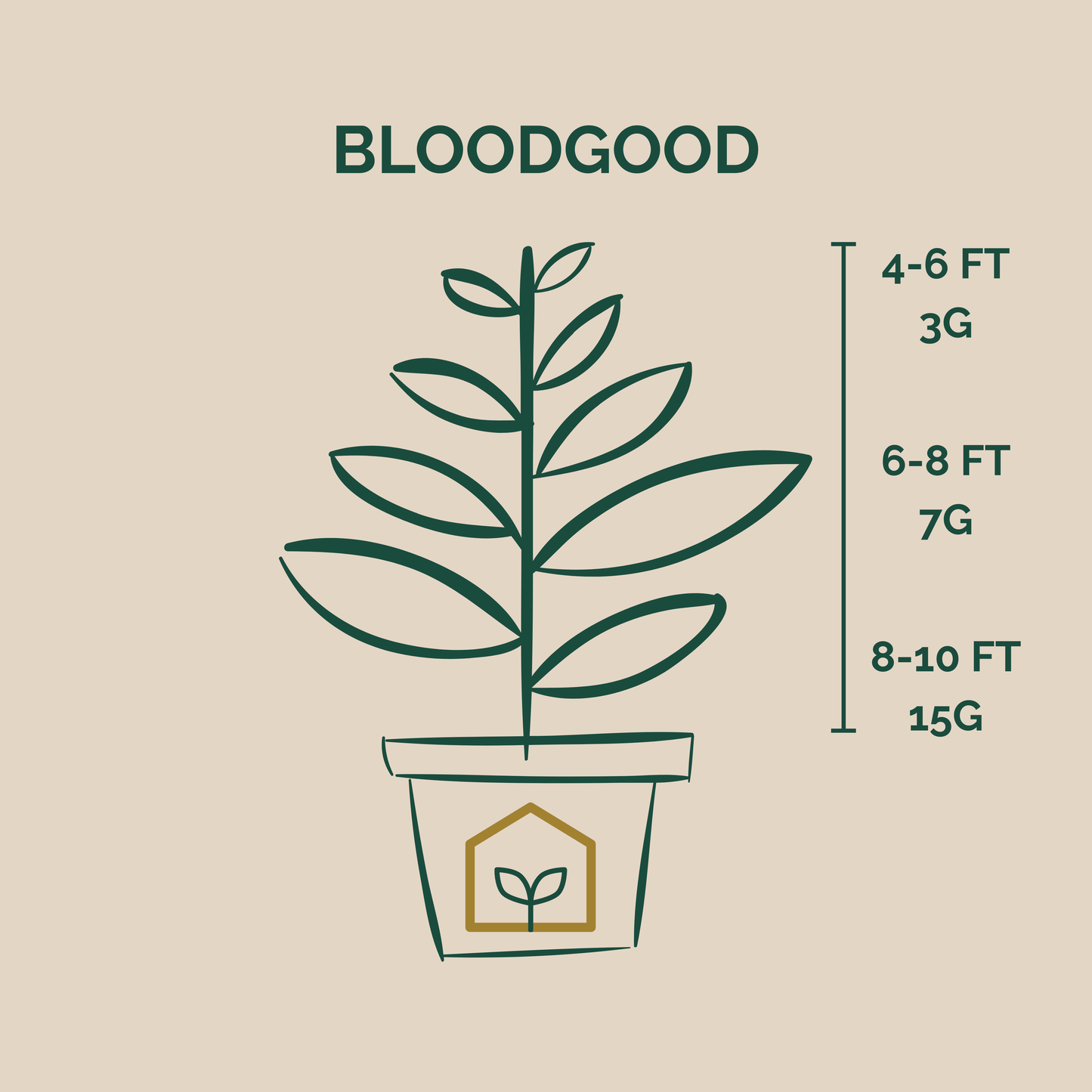 Illustration of a potted plant with height measurements on a beige background