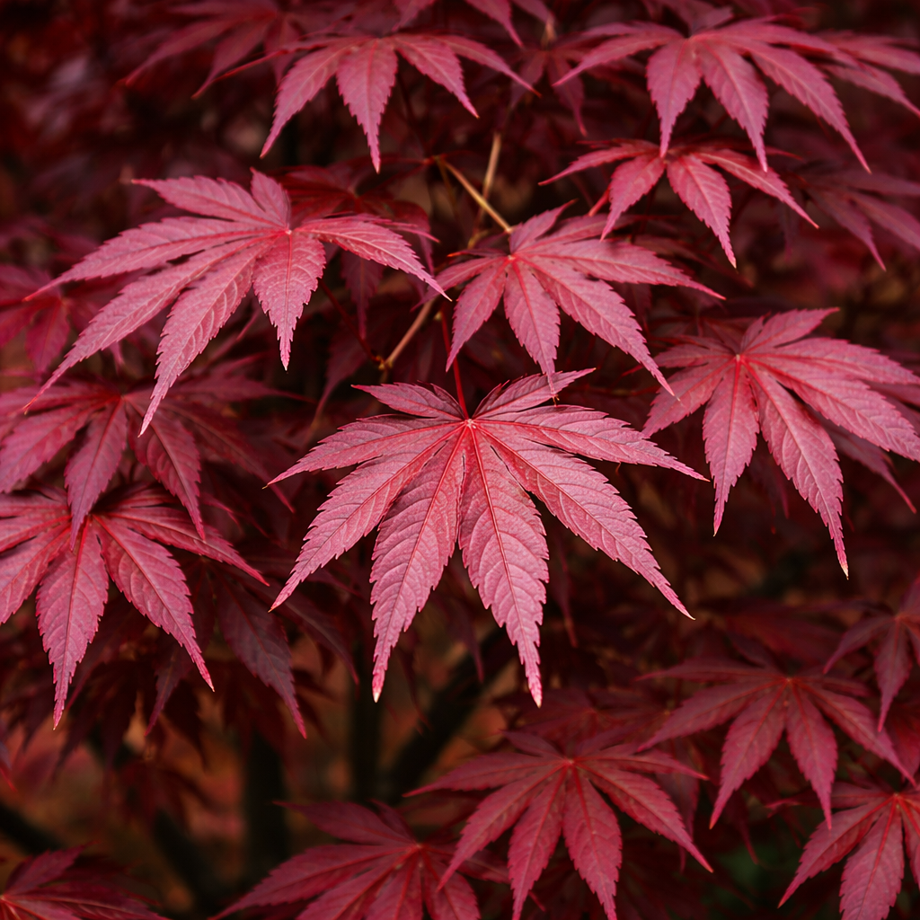 Close-up of vibrant red maple leaves