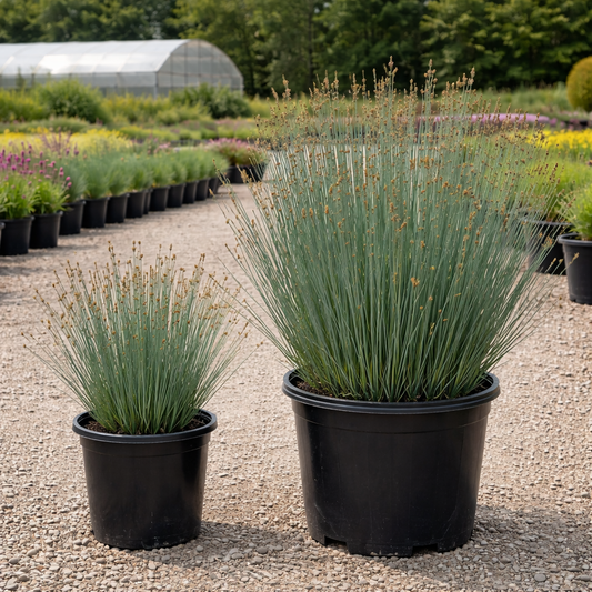 Two potted plants in a garden setting with a greenhouse in the background.