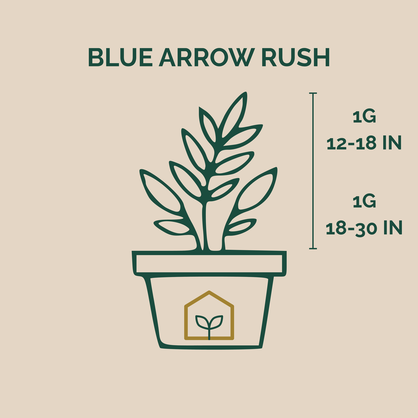 Illustration of a potted plant with dimensions labeled 'Blue Arrow Rush' on a beige background.