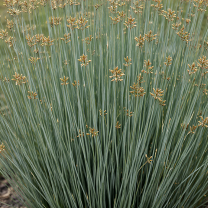 Close-up of a plant with thin green leaves and small brown flowers.