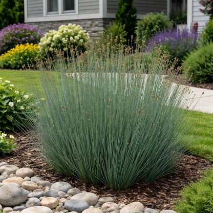 Decorative grass bush in a garden with rocks and flowers