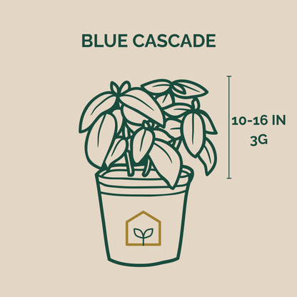 Illustration of a potted plant with 'Blue Cascade' text and dimensions on a beige background