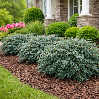 Row of green shrubs in front of a house with mulched bed