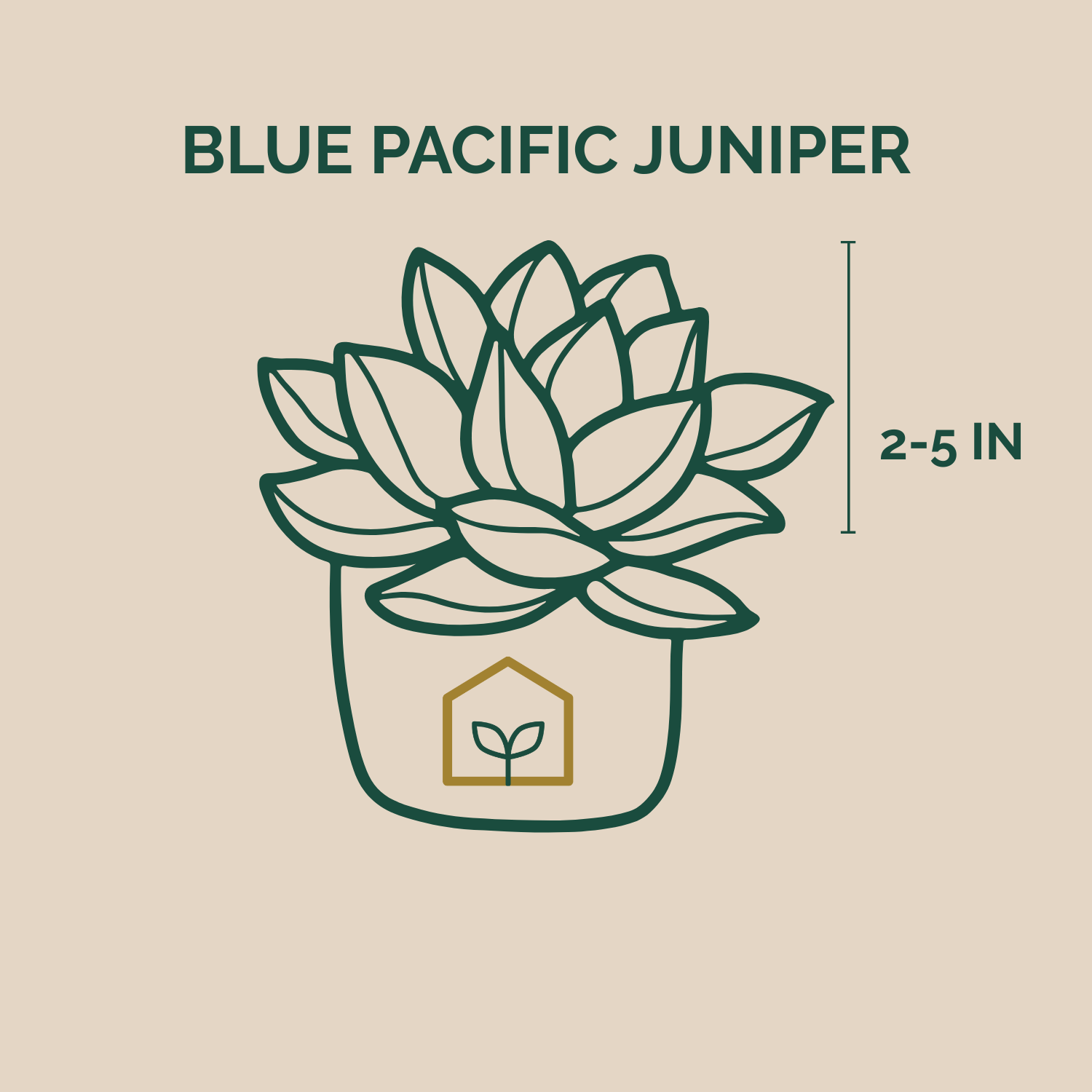 Illustration of a Blue Pacific Juniper plant with size measurement on a beige background