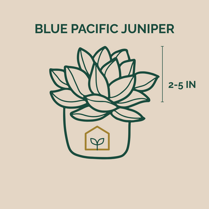 Illustration of a Blue Pacific Juniper plant with size measurement on a beige background