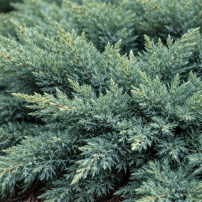 Close-up of a dense cluster of green shrubbery