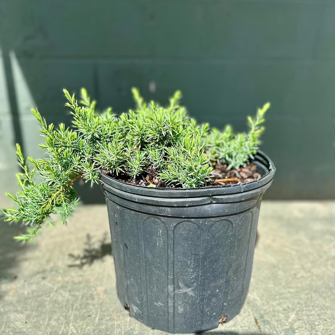 Potted plant on a concrete surface with a green wall in the background