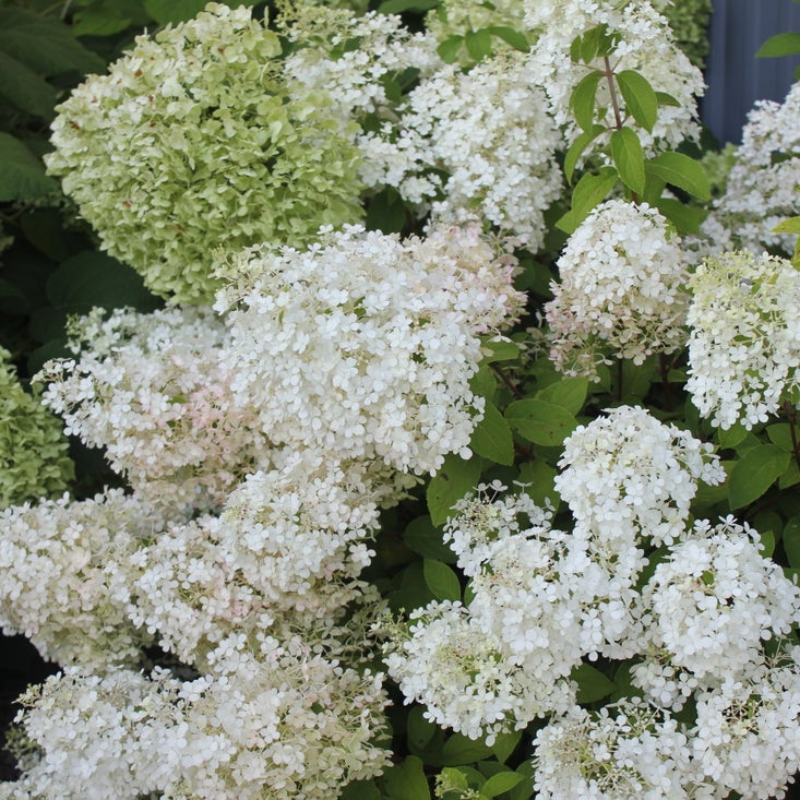 Close-up of a hydrangea bush with dense clusters of small white flowers and green foliage.