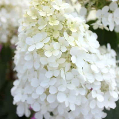 Close-up of a white hydrangea flower cluster with soft white petals and dark green foliage in the background.
