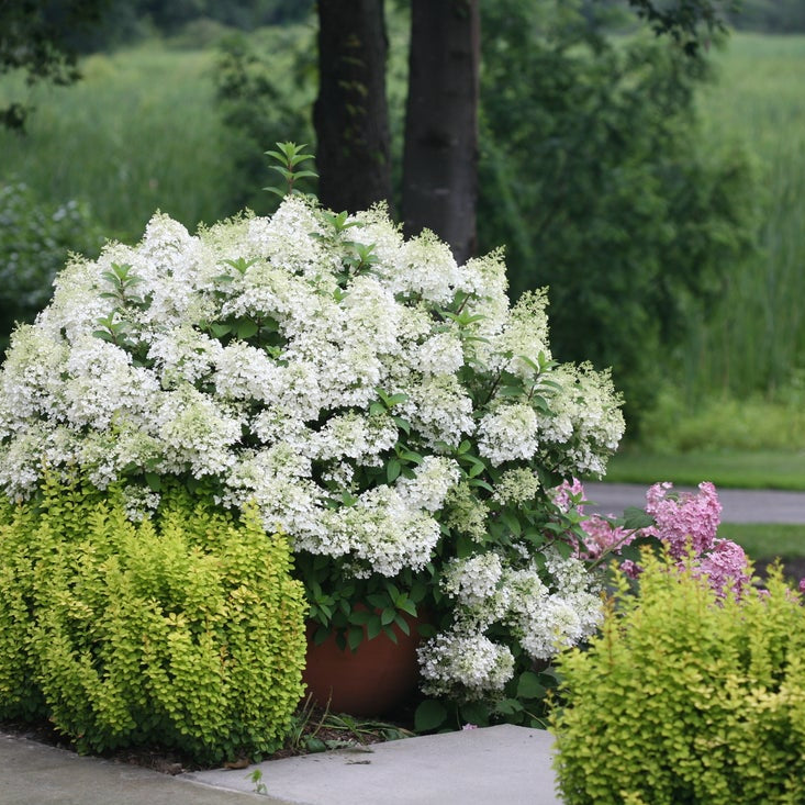 A large potted shrub with dense white flowers and green foliage, planted in a garden bed with yellow-green groundcover and pink flowers, set against a blurred background of trees and grass.