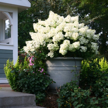 A large white flowering hydrangea bush planted in a large gray concrete planter, situated in a garden next to concrete steps and a house exterior.